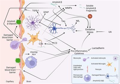 Fluid biomarkers in cerebral amyloid angiopathy